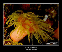 Taken on a night dive with a Canon G10 and an Epoque strobe. by Sean Cooper 